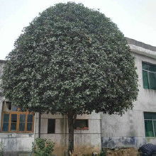 先说说呢，我要说的是那个叫Zuo金桂的，哎呀，这个名字听起来就让人觉得高大上啊！