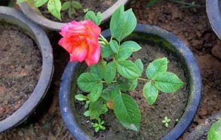 移栽时间，讲究时机