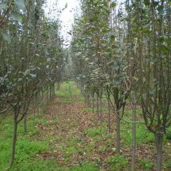 河南绿化树品种多多，你了解多少？