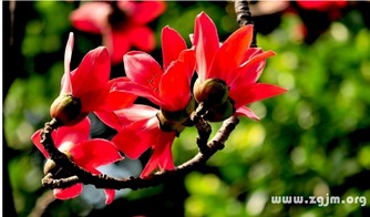 木棉花的花语探寻生命的意义，那么这朵象征希望的花朵