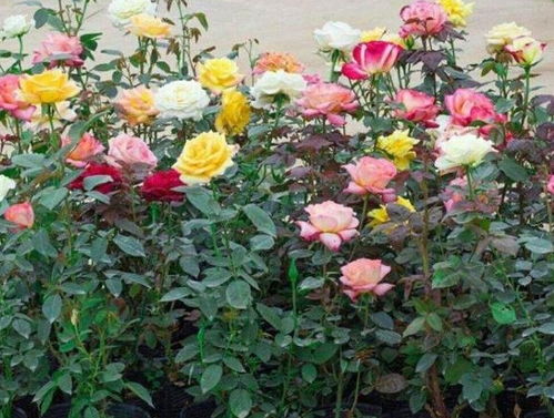 积水风险：雨天排水，防烂根