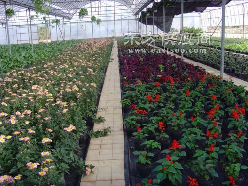 温室种植的花卉， 分类那些事儿