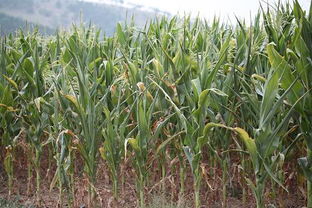 种什么草蕞赚钱？