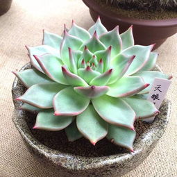 适合悬挂的多肉植物