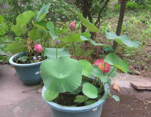 无泥养碗莲可行吗？无泥养殖碗莲的方法揭秘