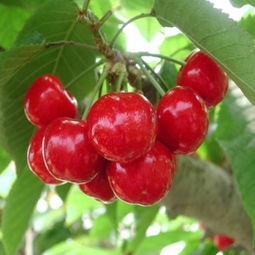 验货三招，教你识种真伪