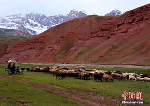 高海拔牧场的种植挑战