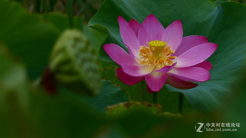 三、秋天种荷花的好处