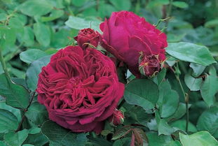 福斯塔夫月季， 花开的像小喇叭，美的不要不要的