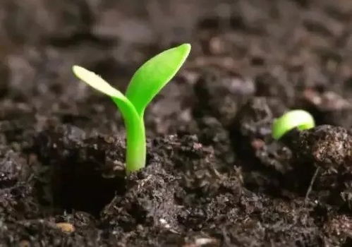 土壤问题也可嫩