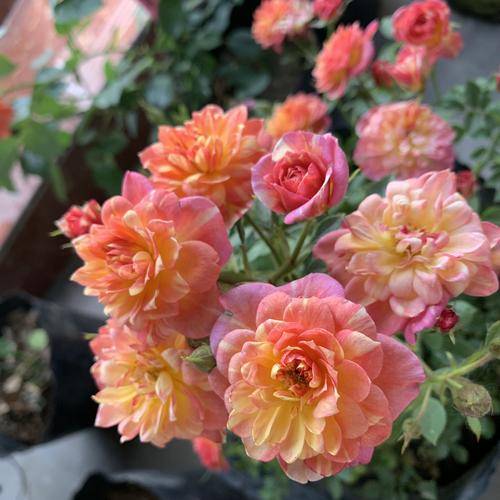 蓝色引力月季的花期揭秘