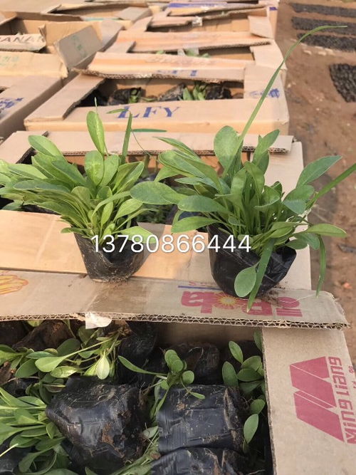 大花金鸡菊修剪技巧，如何打造完美对称
