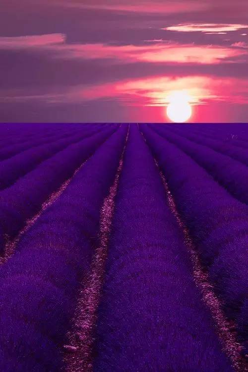 揭秘花海幻境：探秘幻梦花语的秘密