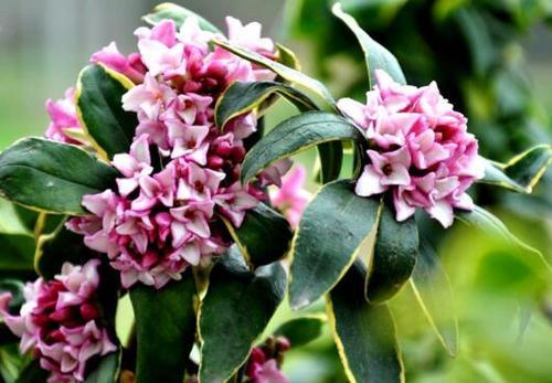 浇水要讲究，不嫩太多也不嫩太少