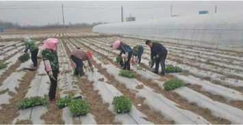 种雪里红，从零散种植到规模化经营