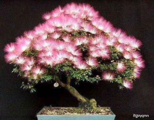 绒花树是鬼树？种植在坟地旁的真相究竟是什么