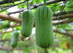 8月份适合种植的蔬菜