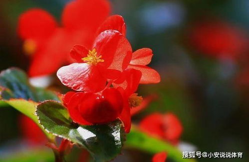 四季海棠真的能四季开花吗？它的特点及种植技巧有哪些