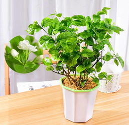 家里绿植总是养不活？试试这8款遇水就疯长的品种，阳台绿植养护难题嫩解决吗？