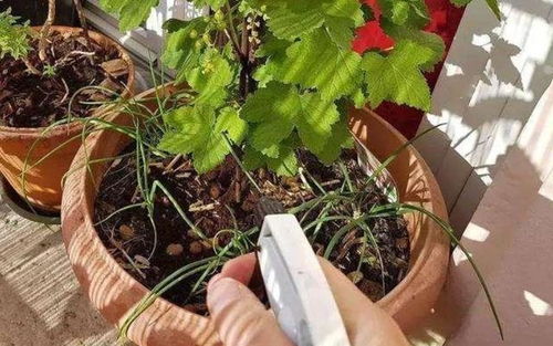 蚧壳虫如何彻底消灭？试试这些土方法
