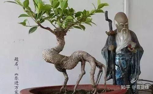 盆景大榕树如何修剪造型？