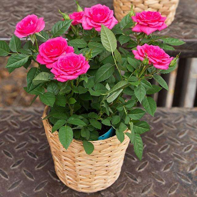 独爱月季花：小王子爱情的独特选择