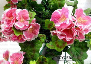 海棠花品种大揭秘