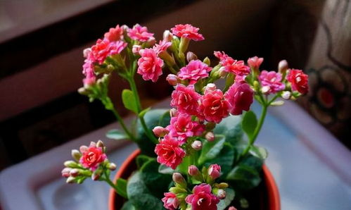 刺梅花如何养护才能绽放？开花秘诀是什么