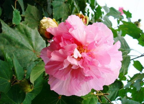 杜鹃花的美丽与特性