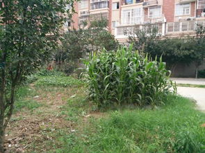 破坏绿化，后果严重