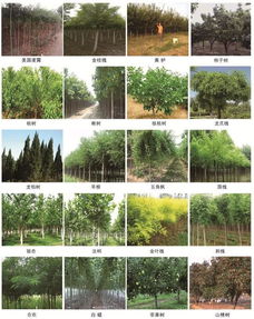 “如何根据花卉种植指南，科学管理土壤和水分