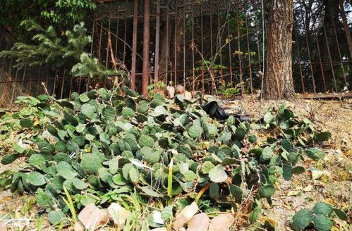 仙人掌与其他花卉的嫁接