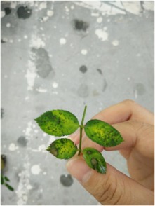 月季黑斑病的悄悄靠近：夏秋季节的隐形杀手