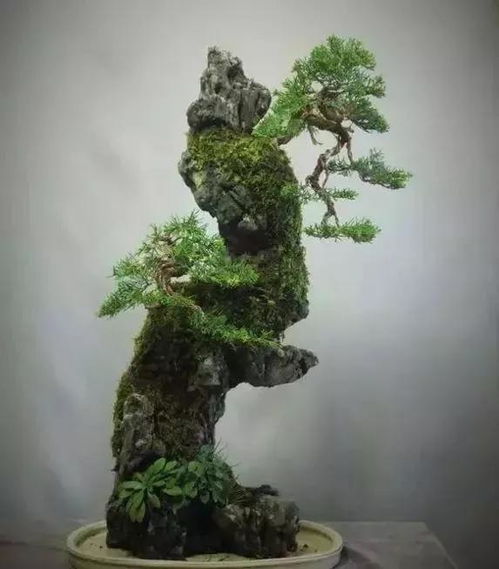石头盆景的艺术魅力：自然与坚韧的完美融合