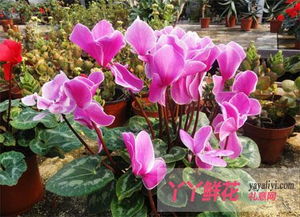 仙客来浇水指南：多久一次？