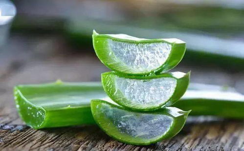 芦荟叶巧拆为双，前半叶藏“天然护肤”