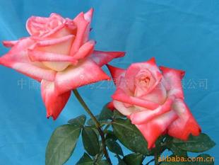 阿尔推斯75月季：一朵花中的小故事