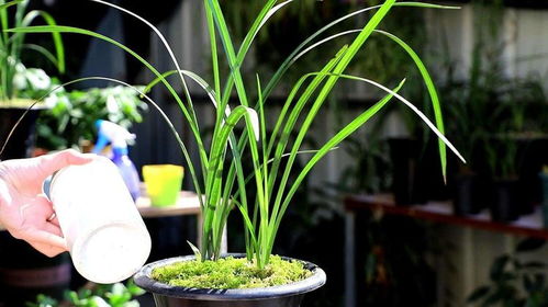 补充肥料，你Zuo到了吗？