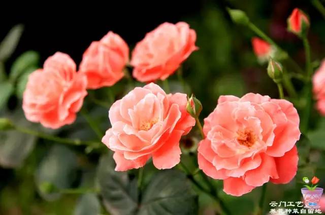 横拉主枝， 让月季枝条不竖直生长