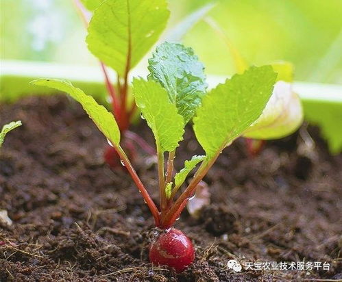 高锰酸钾的多样用途