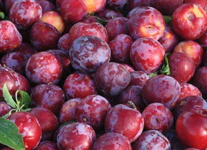 李子生长所需营养元素