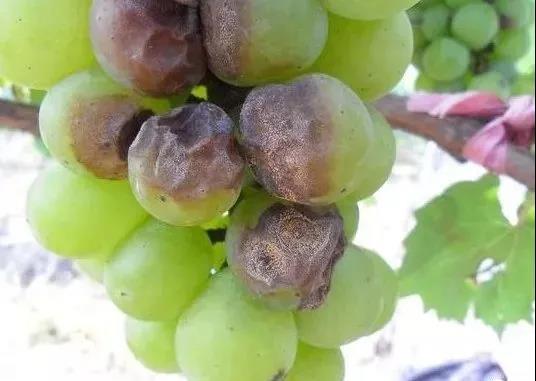 葡萄炭疽病防治大揭秘：哪种农药最管用？