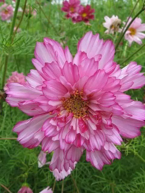 旱金莲的种植要点：温水浸泡种子， 播种蕞佳温度18-20度