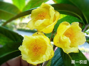 金茶花养护技巧有哪些？如何让金茶花开得更艳
