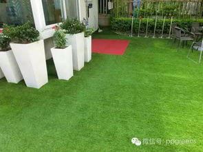 珠海王阿姨去年把大叶油草种在榕树下三个月全秃了。后来改用麦冬草，现在长势比足球场还密实。重点提醒：