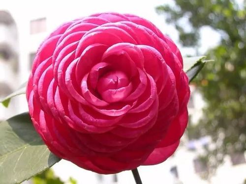 花瓣：六角大红的华丽重瓣