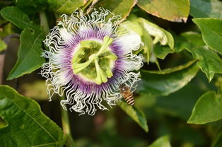 “爆款花卉盘点：从变质岩诞生的奇花异草”