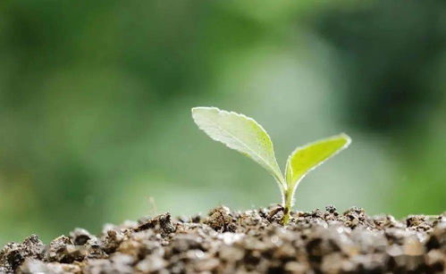 营养土里的小飞虫，怎么破？