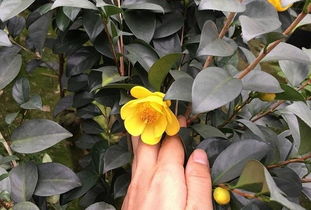 八角莲：国家一级保护植物，揭秘其独特保护等级！