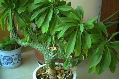 麒麟掌繁殖新枝